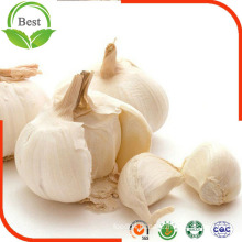 2016 Normal White and Pure White Garlic